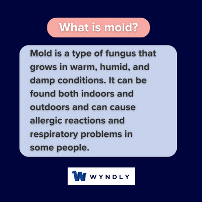Common Types of Mold Found in Home Mold Inspections