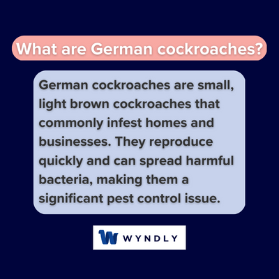 German Cockroaches Definition: What Are German Cockroaches? (2024 