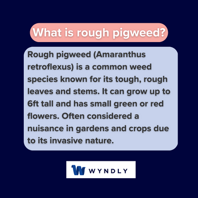 Rough Pigweed Definition: What Is Rough Pigweed? (2023) | Wyndly