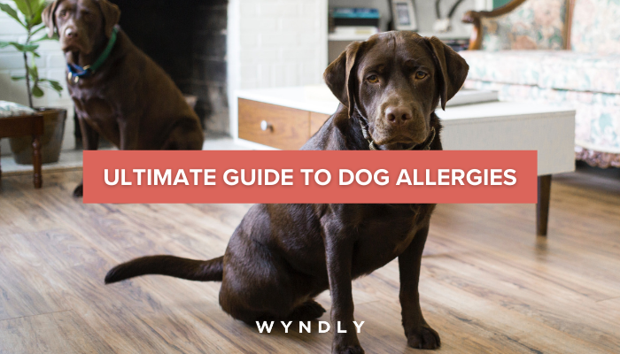 Dog ragweed hotsell allergy treatment