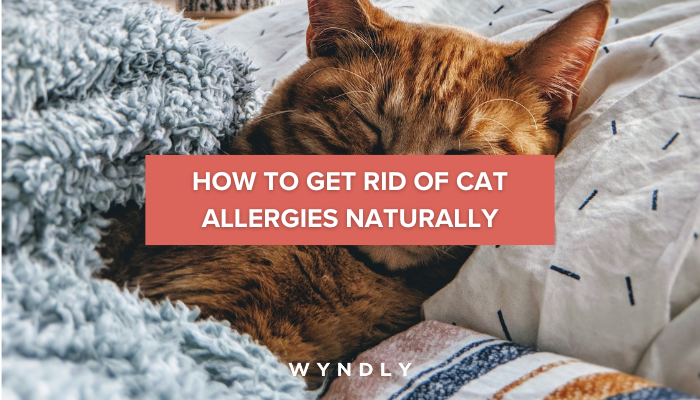 How to Get Rid of Cat Allergies Naturally 2024 Wyndly